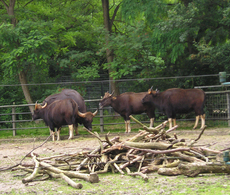 Gaur-2.jpg